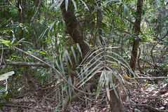 Calamus thwaitesii var. thwaitesii